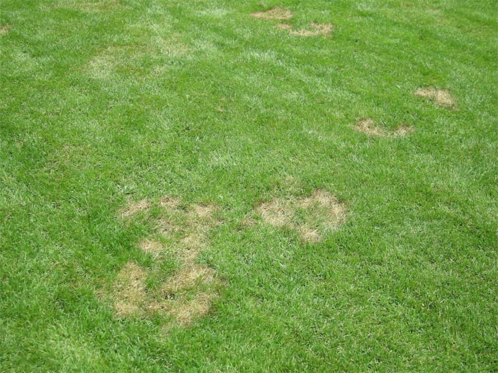 草坪出现秃斑如何补种？-瀚阳绿化