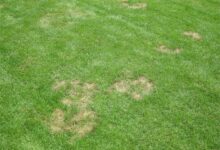草坪出现秃斑如何补种?-瀚阳绿化