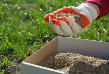 春季草坪种子补种全攻略:让您的草坪重焕生机-瀚阳绿化