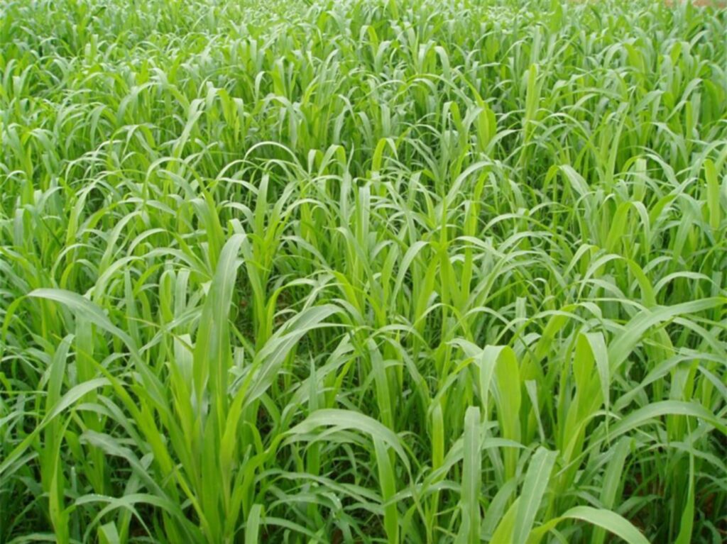 高丹草-瀚阳绿化