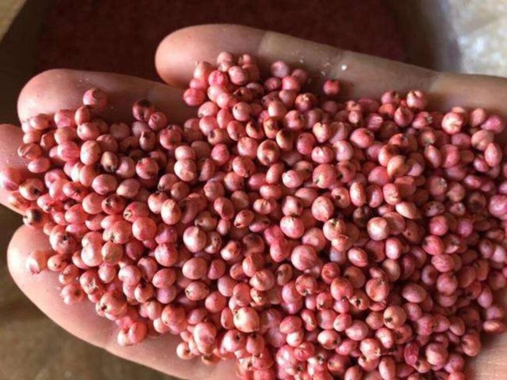 高丹草种籽-瀚阳绿化