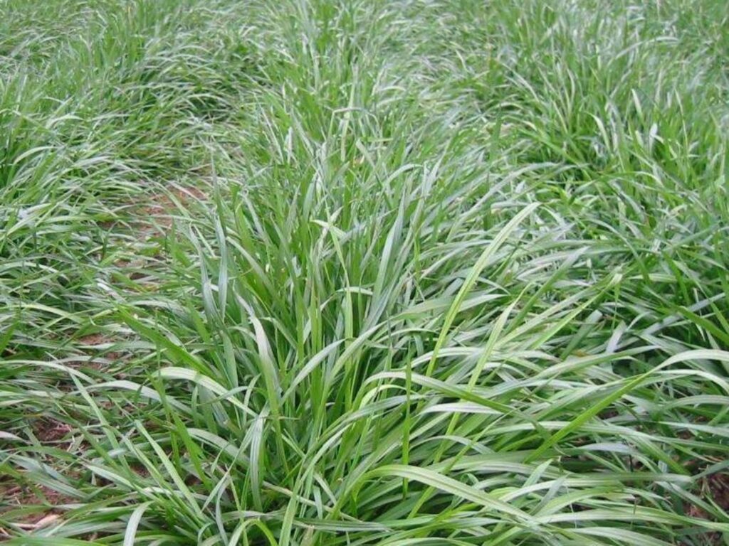 黑麦草-瀚阳绿化