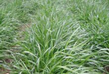 2015年山东张先生购买黑麦草5吨-瀚阳绿化