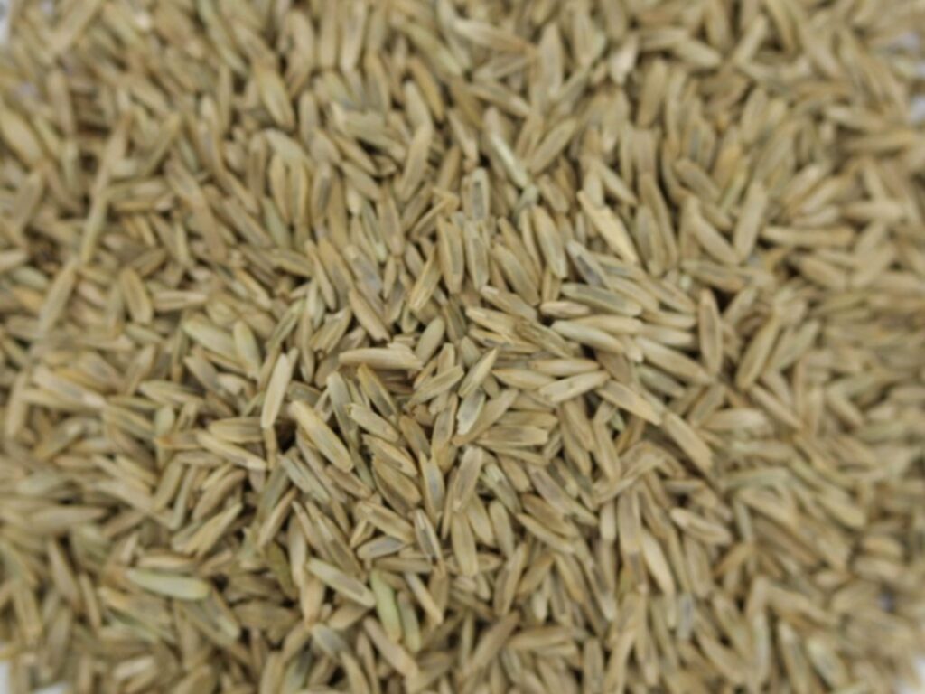 黑麦草种籽-瀚阳绿化