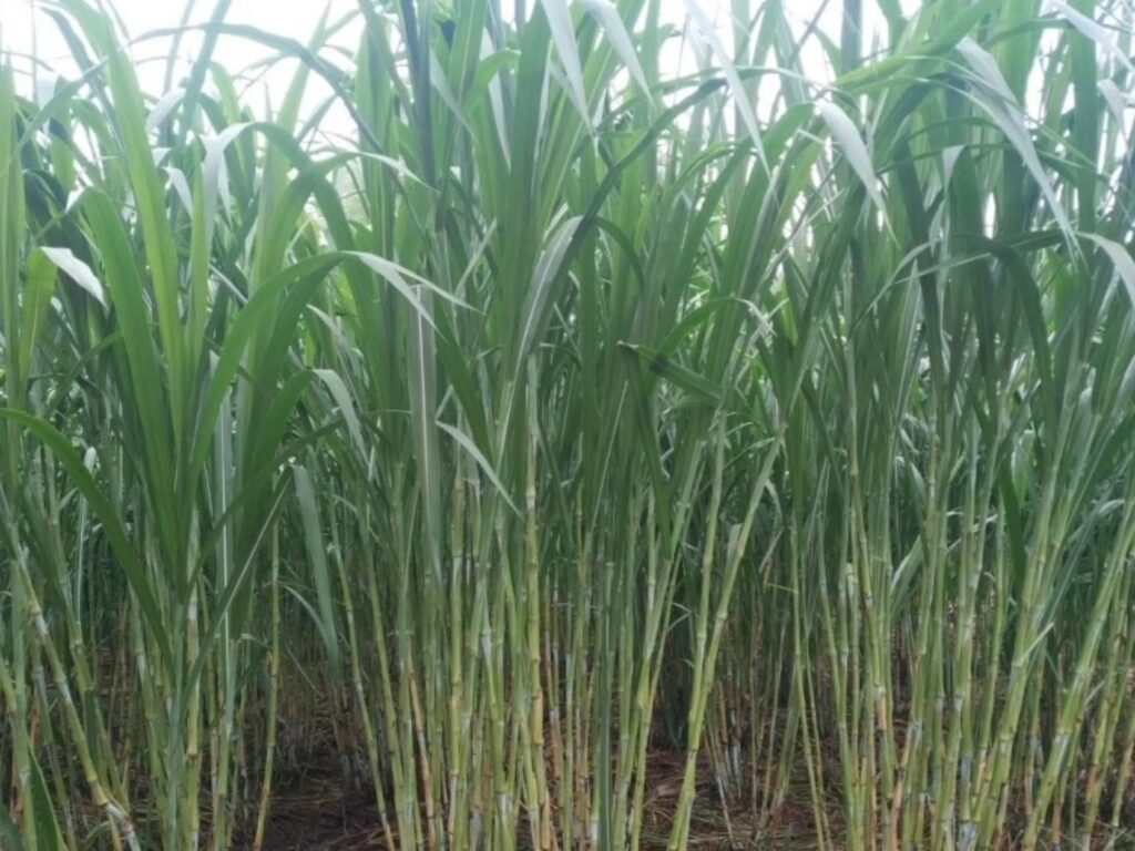 皇竹草-瀚阳绿化