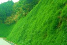 混播草坪有哪些优势?-瀚阳绿化