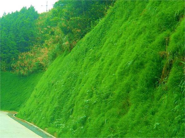 混播草坪有哪些优势？-瀚阳绿化