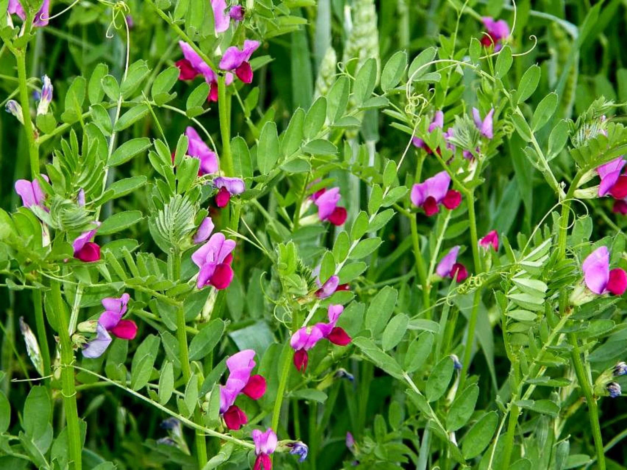 箭筈豌豆-瀚阳绿化