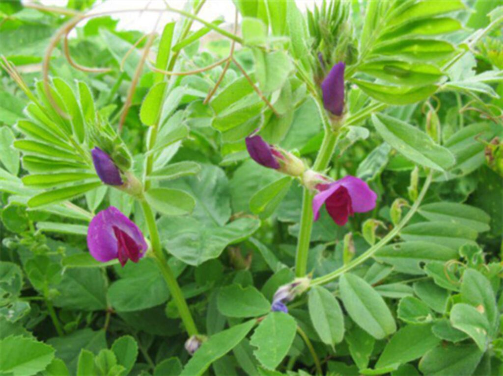 箭筈豌豆-瀚阳绿化