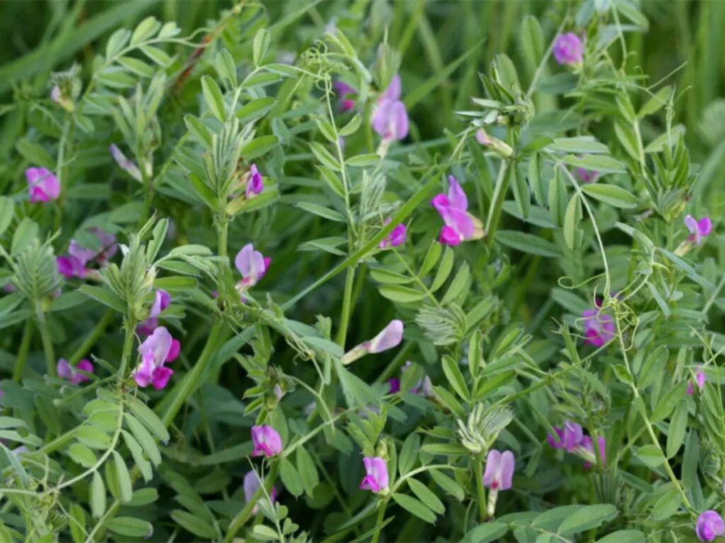 箭筈豌豆-瀚阳绿化