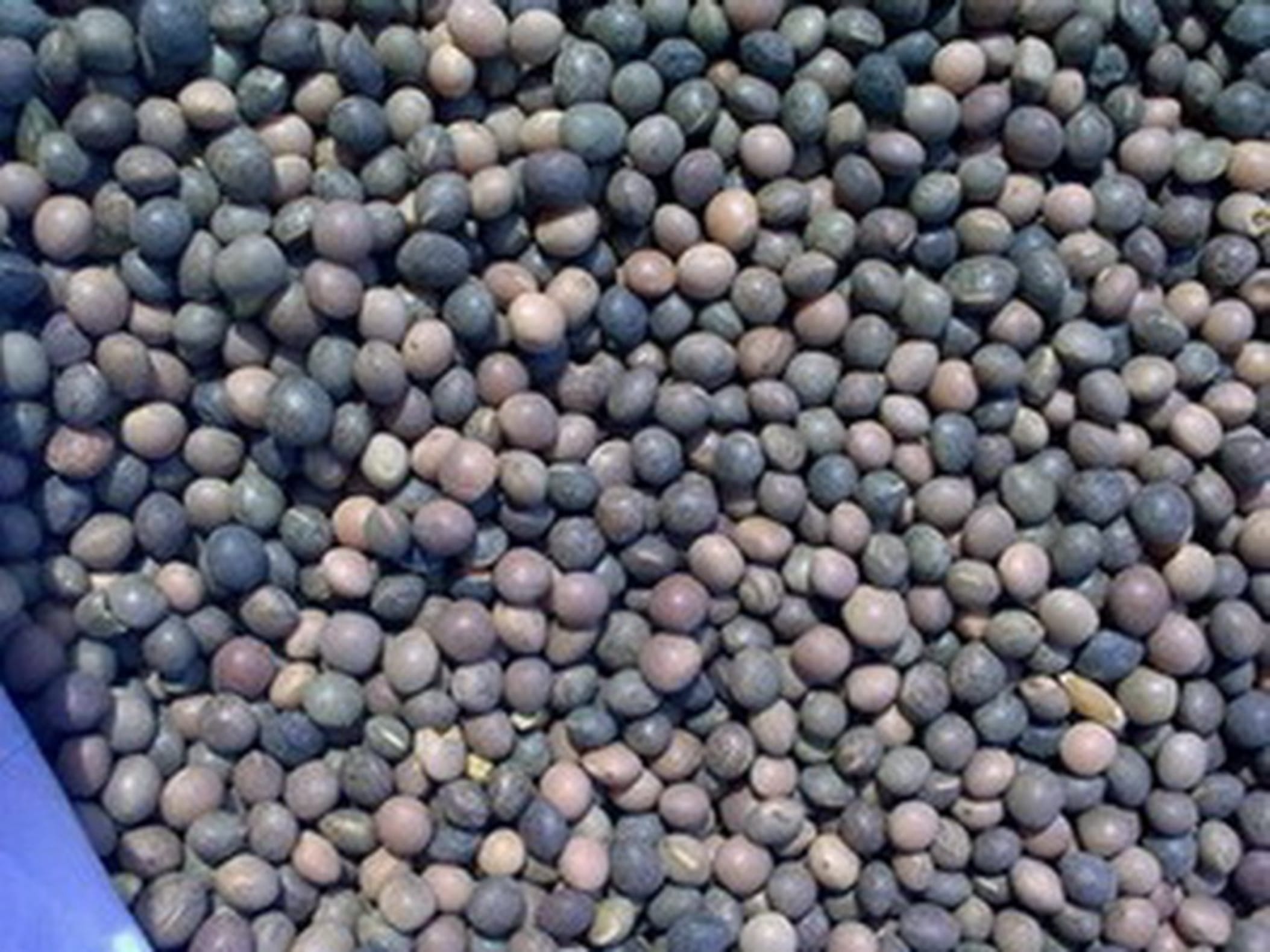 箭筈豌豆种籽-瀚阳绿化