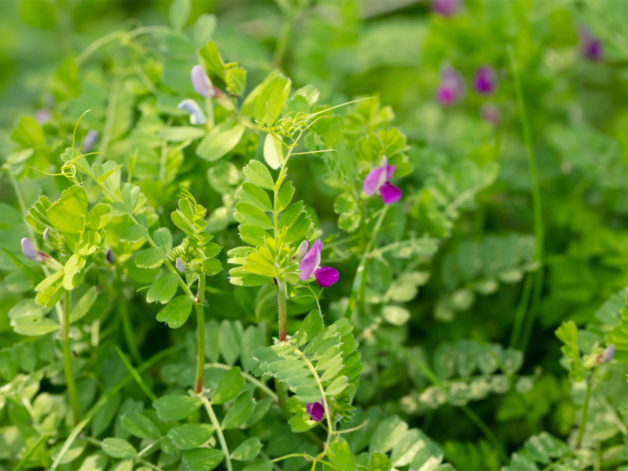 箭筈豌豆-瀚阳绿化