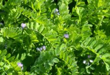 箭筈豌豆种子-瀚阳绿化