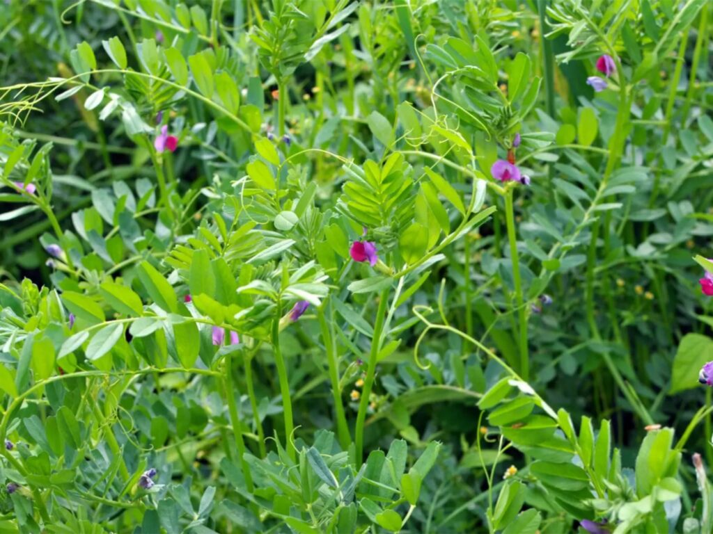 箭筈豌豆-瀚阳绿化