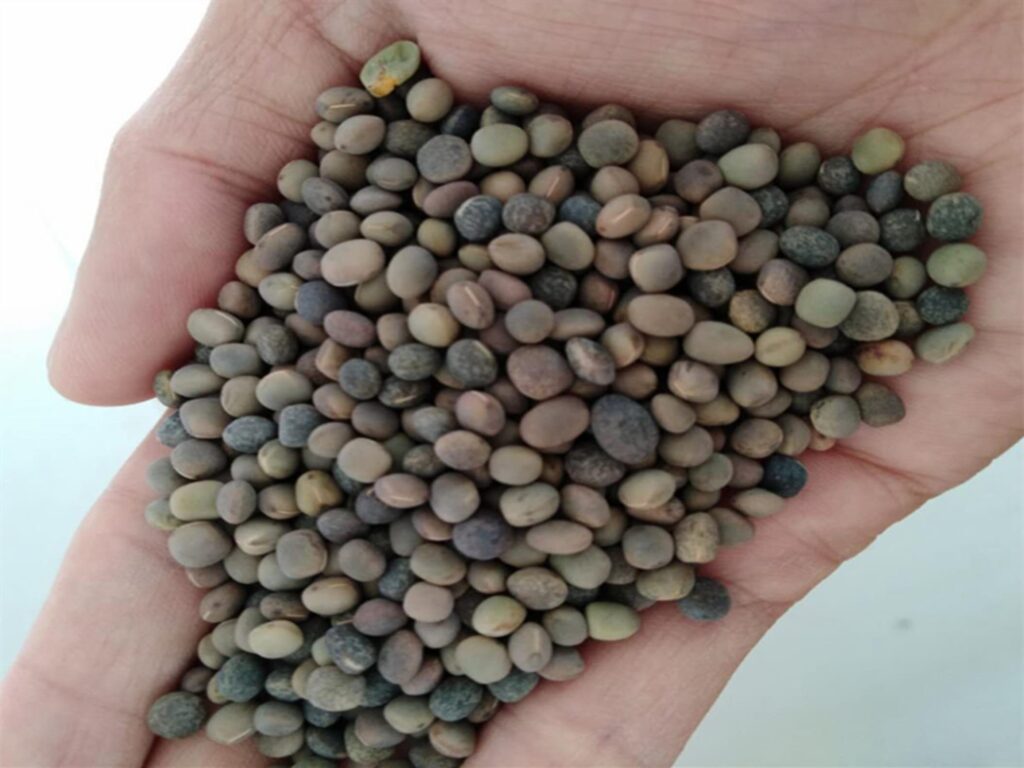 箭筈豌豆种籽-瀚阳绿化