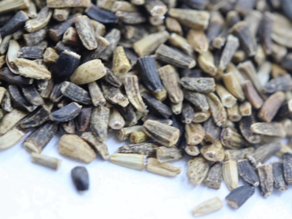 菊苣种籽-瀚阳绿化