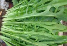 苦荬菜种子-瀚阳绿化