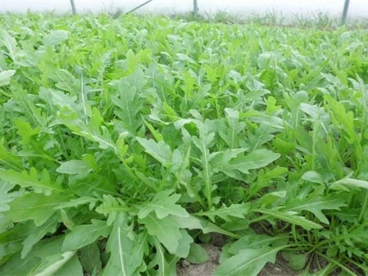 苦荬菜-瀚阳绿化