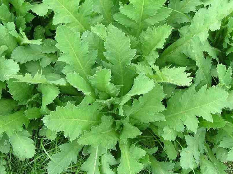 苦荬菜-瀚阳绿化