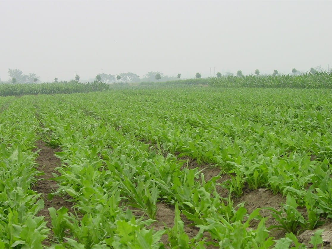 苦荬菜-瀚阳绿化