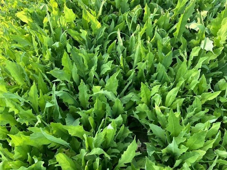 苦荬菜-瀚阳绿化