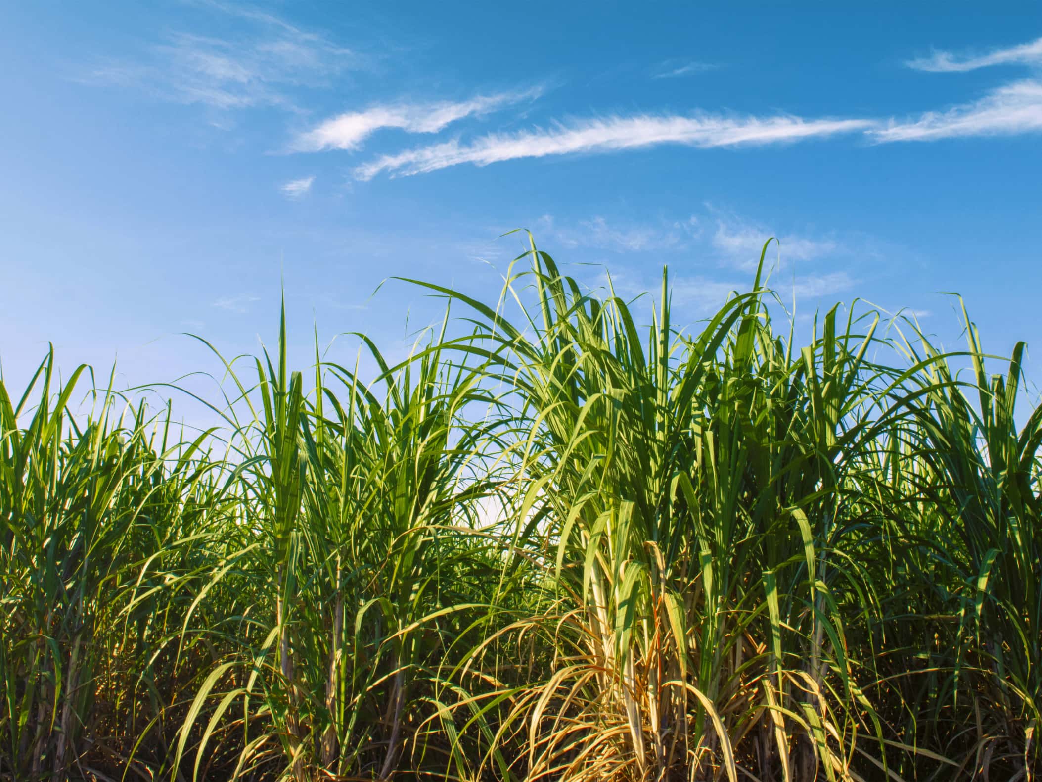 杂交狼尾草-瀚阳绿化