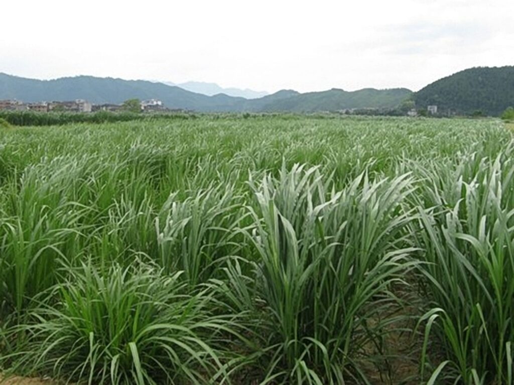 杂交狼尾草-瀚阳绿化