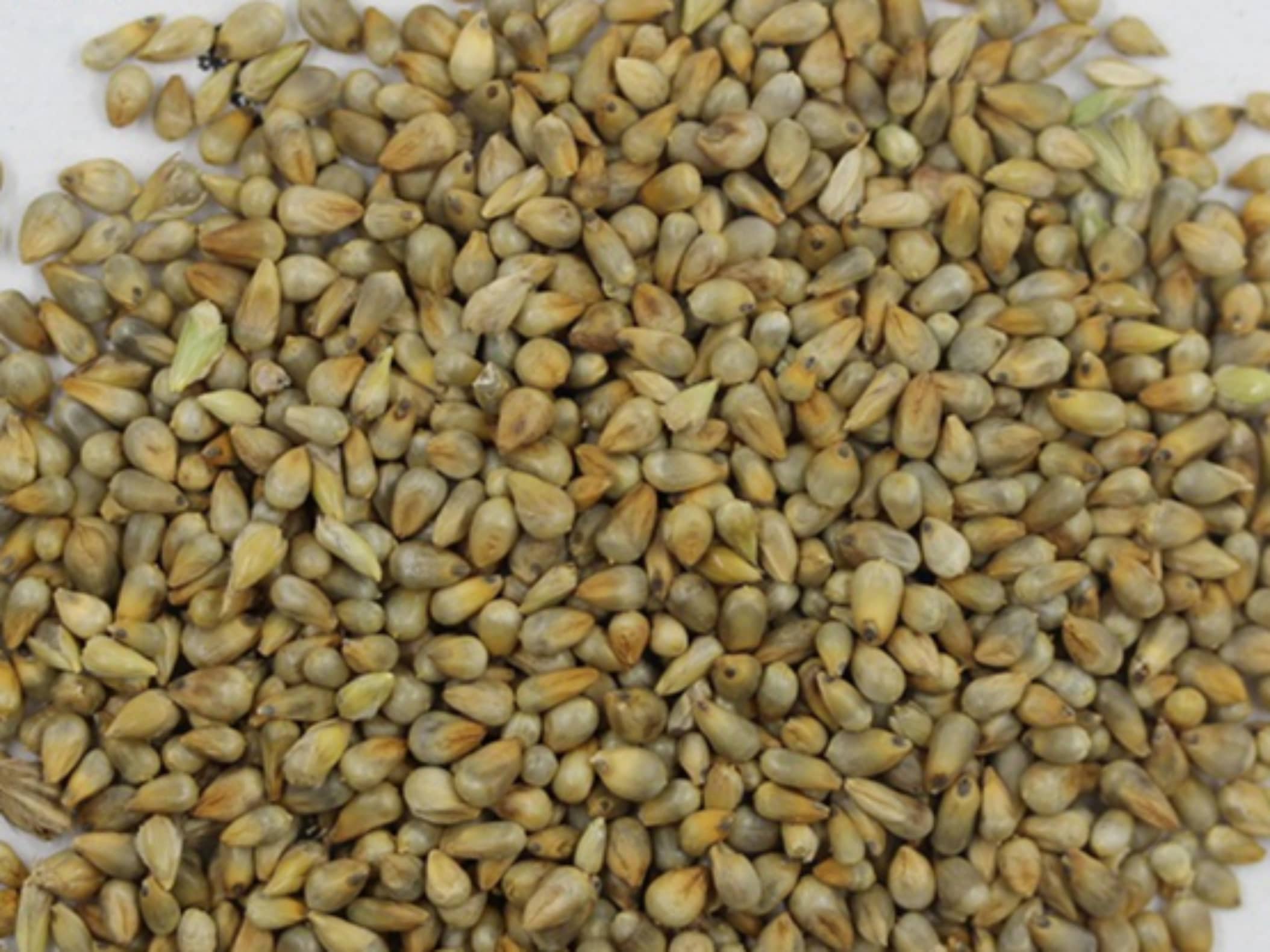 杂交狼尾草种籽-瀚阳绿化