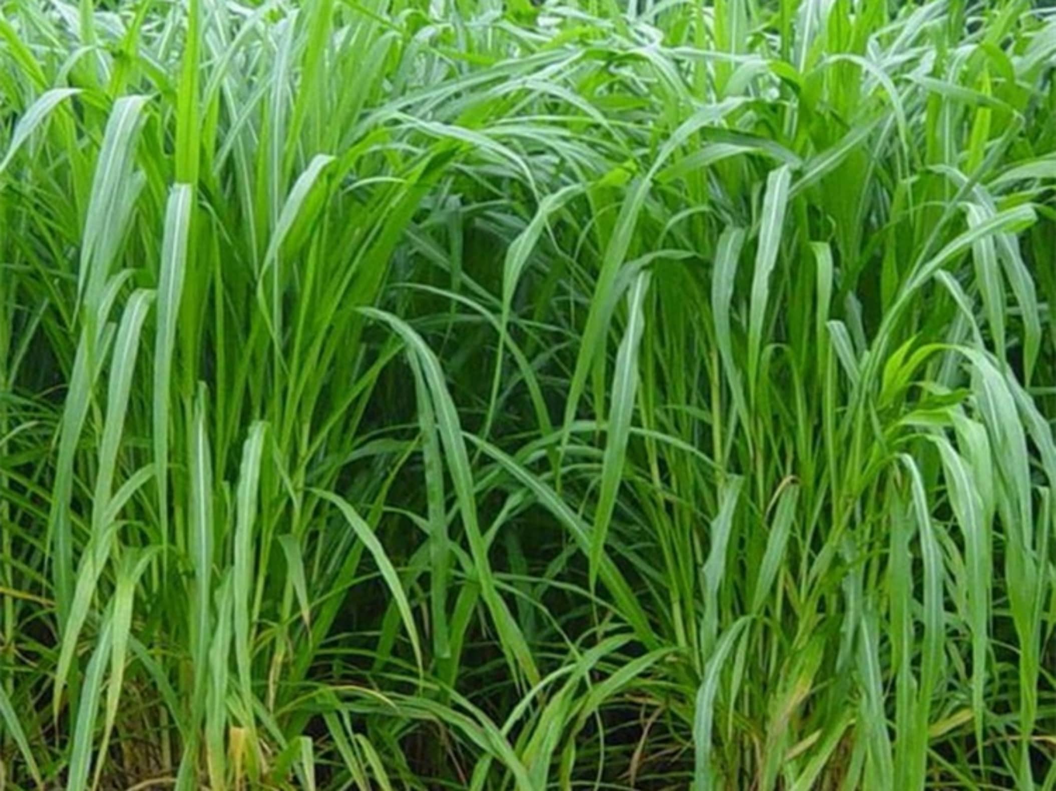 杂交狼尾草-瀚阳绿化