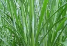 杂交狼尾草种子-瀚阳绿化