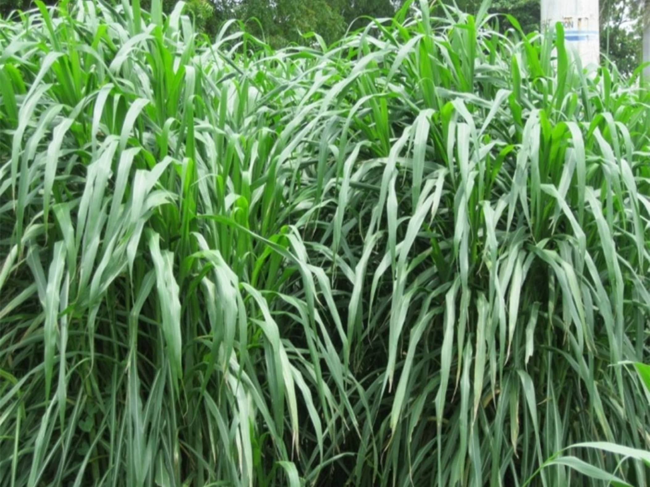 杂交狼尾草-瀚阳绿化