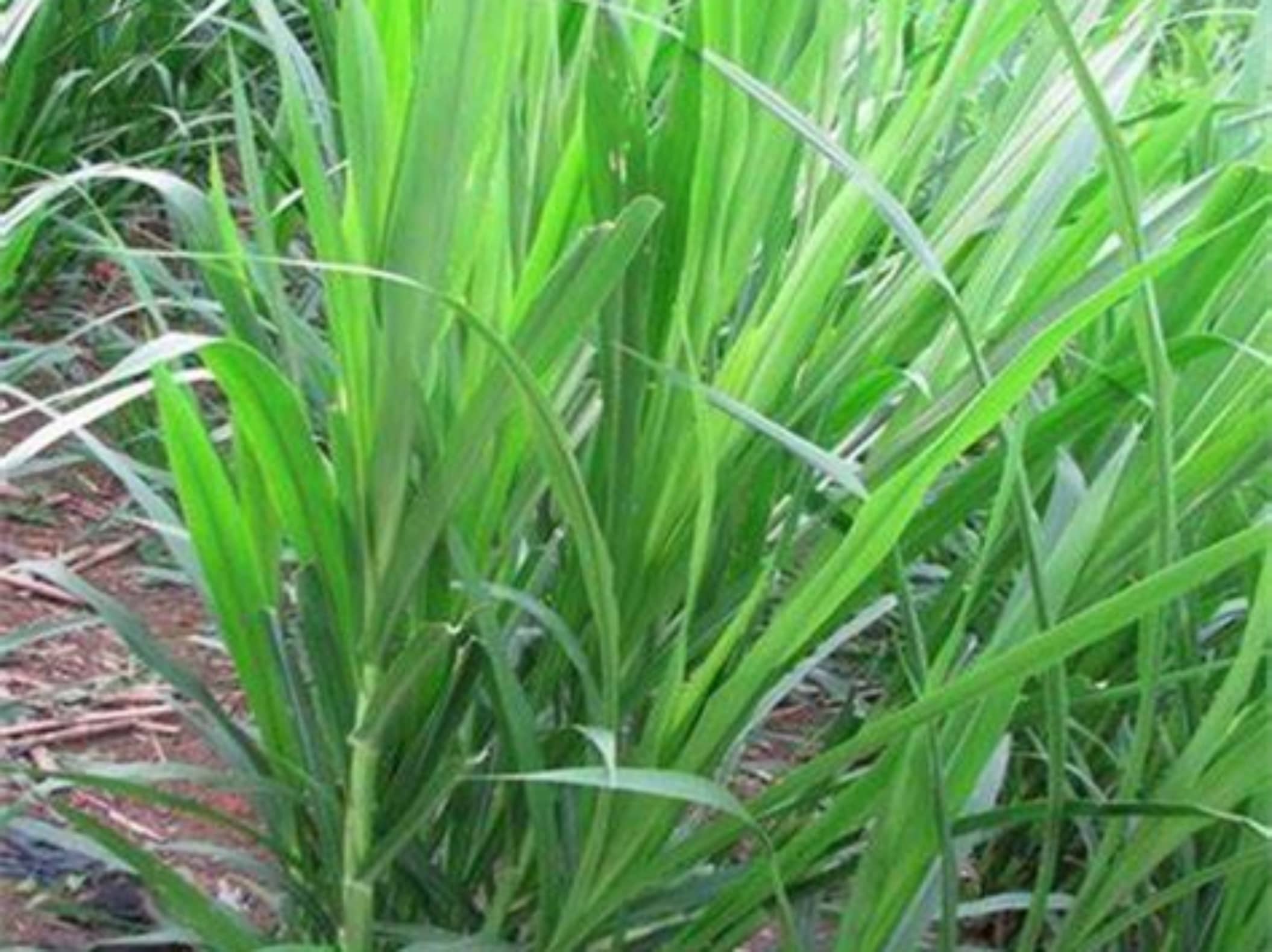 杂交狼尾草-瀚阳绿化