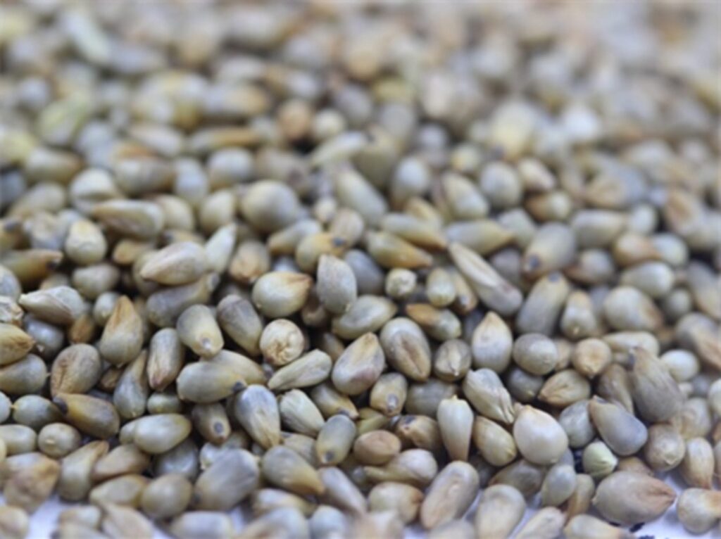 杂交狼尾草种籽-瀚阳绿化