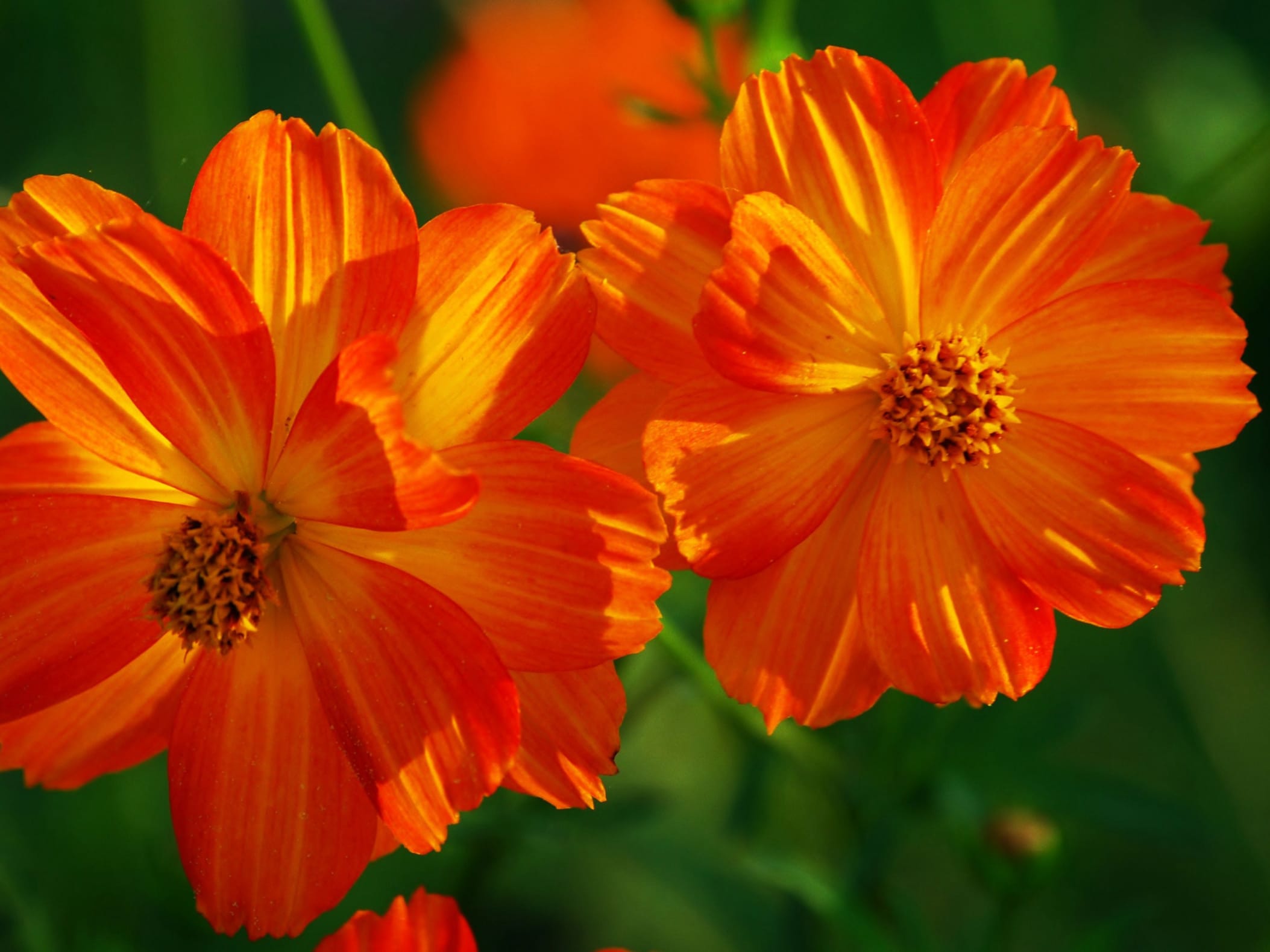 硫化菊-瀚阳绿化