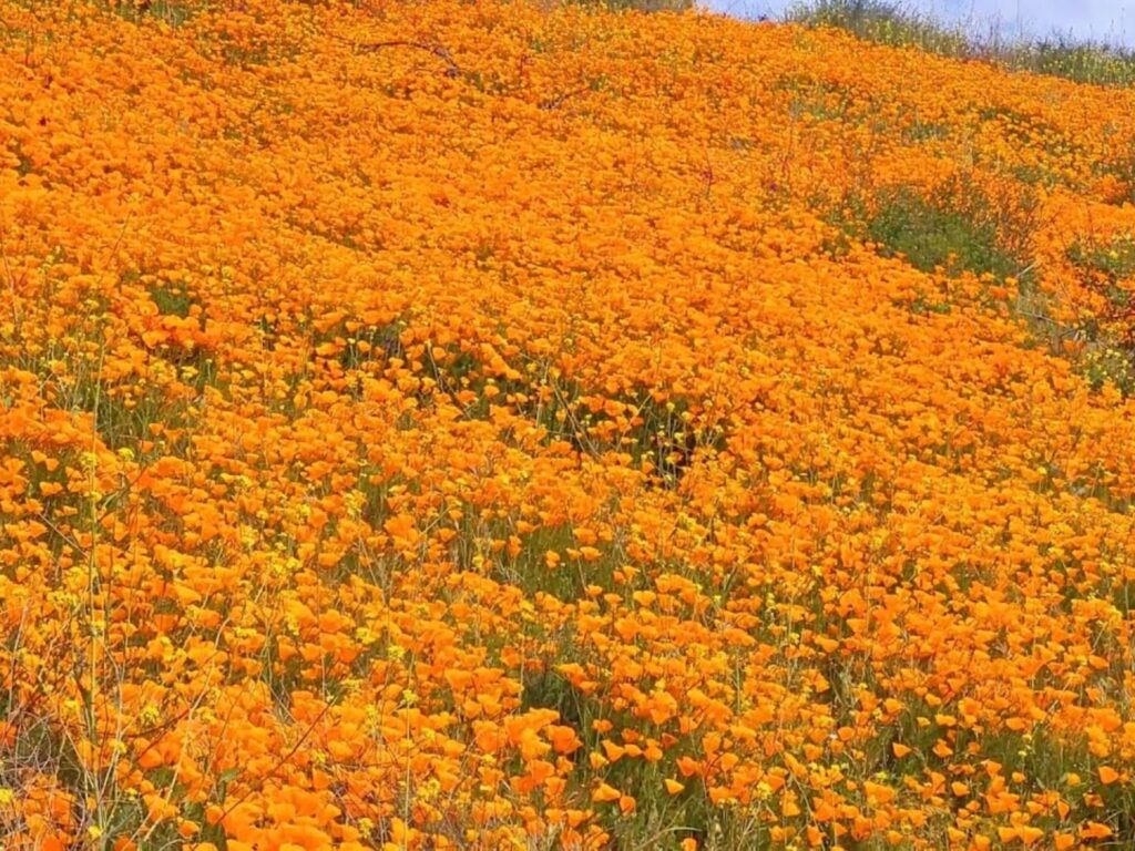 硫化菊-瀚阳绿化