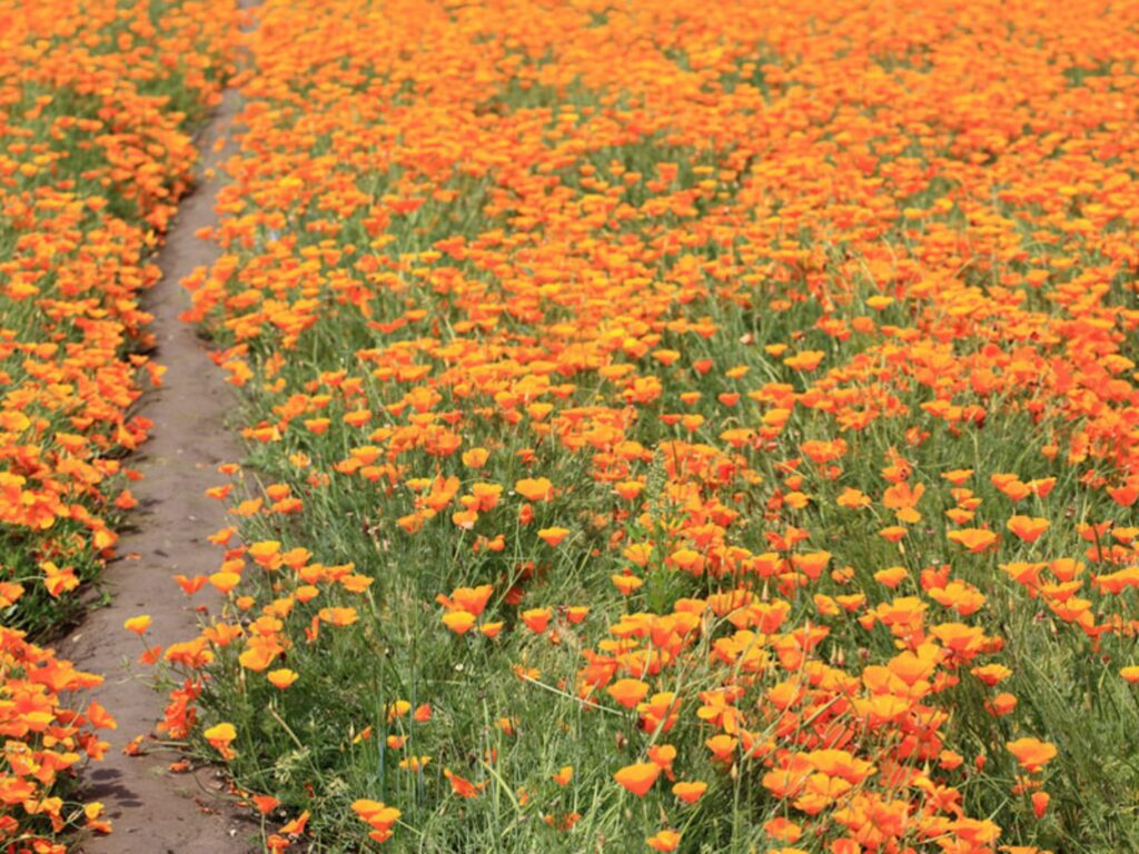 硫化菊-瀚阳绿化
