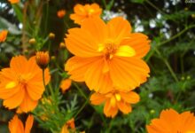 硫化菊种子-瀚阳绿化