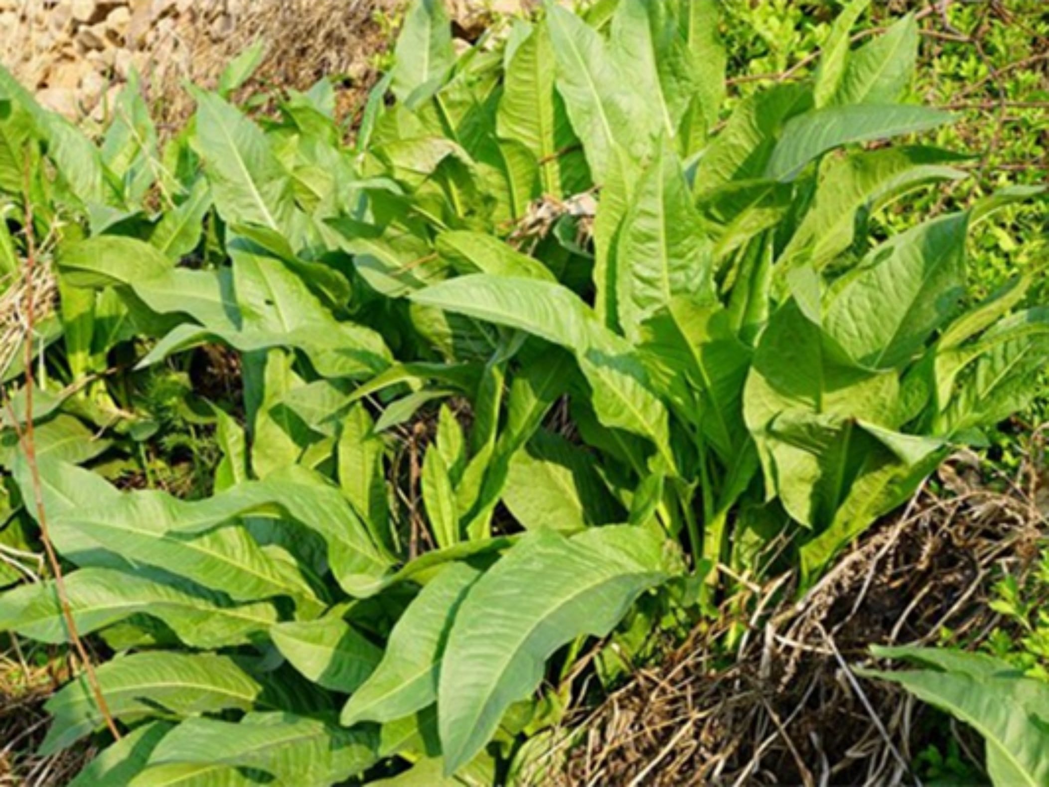 鲁梅克斯-瀚阳绿化