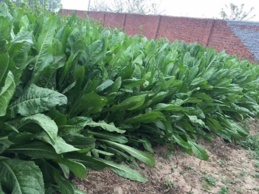 鲁梅克斯-瀚阳绿化