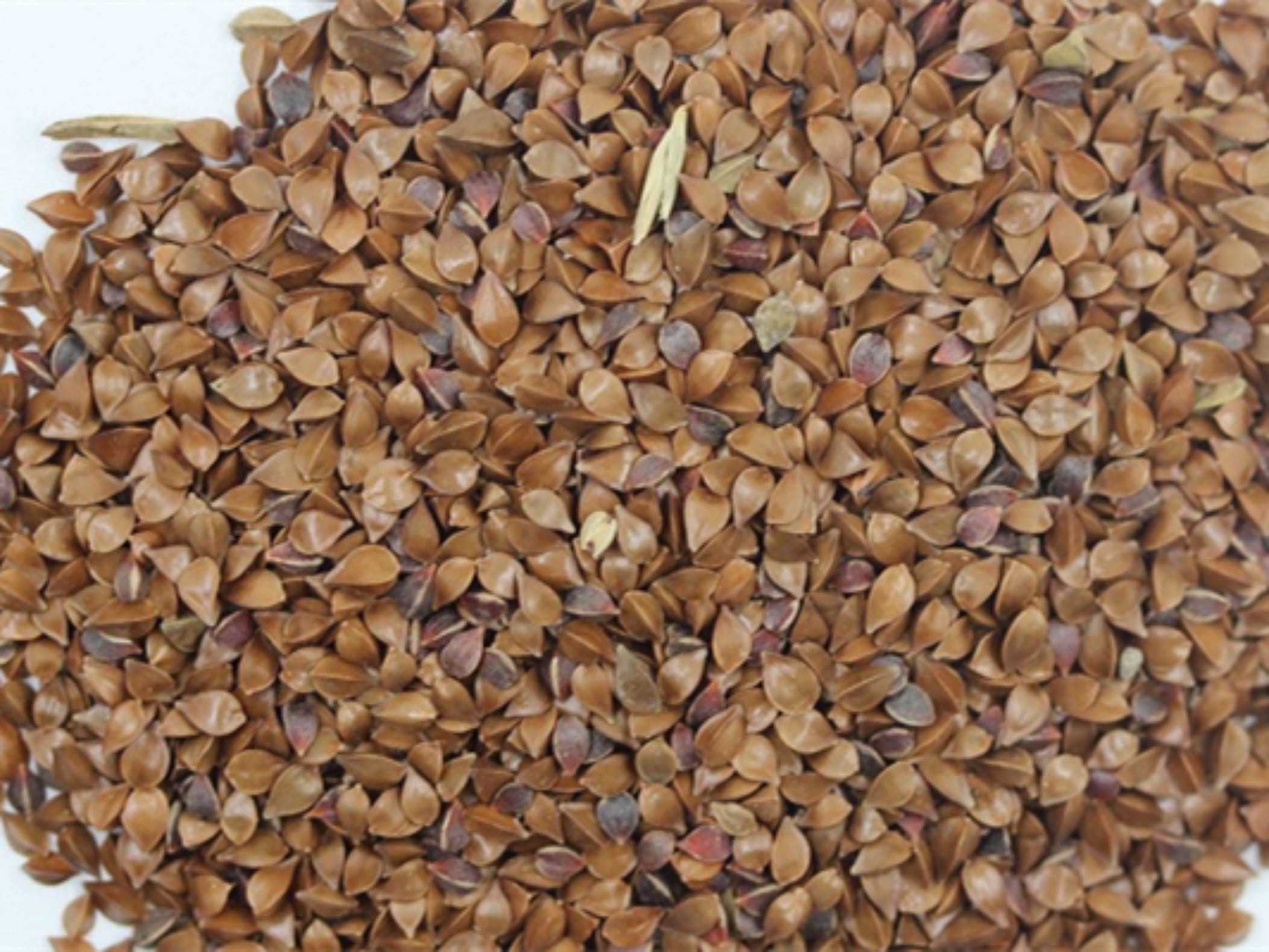 鲁梅克斯种籽-瀚阳绿化