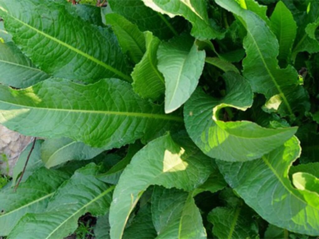 鲁梅克斯-瀚阳绿化