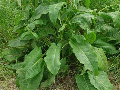 鲁梅克斯-瀚阳绿化