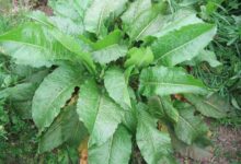 鲁梅克斯种子-瀚阳绿化