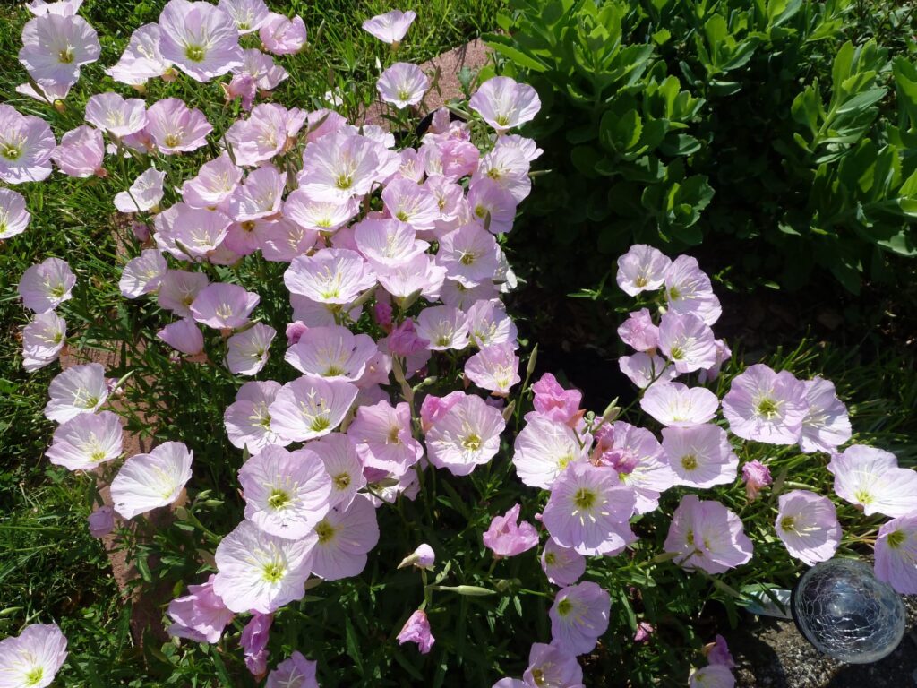 美丽月见草-瀚阳绿化