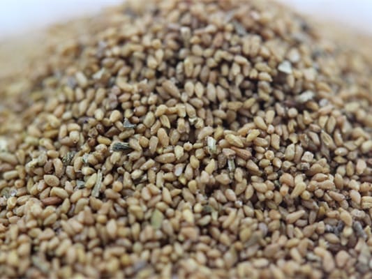 美丽月见草种籽-瀚阳绿化