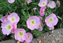 美丽月见草种子-瀚阳绿化