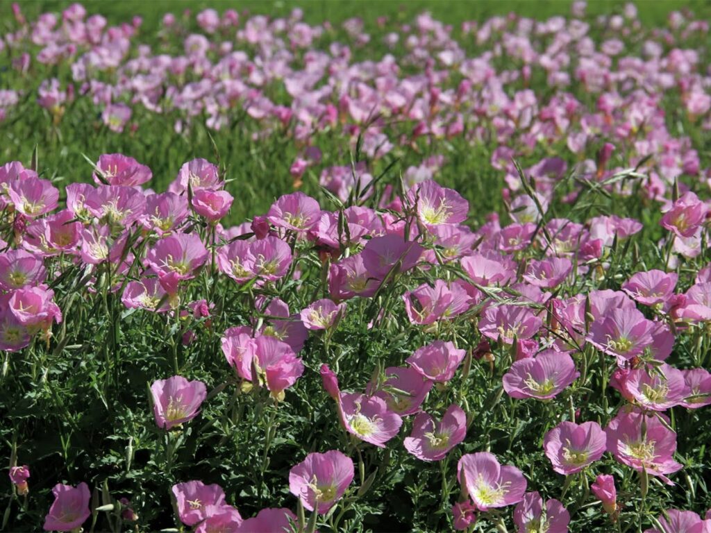 美丽月见草-瀚阳绿化