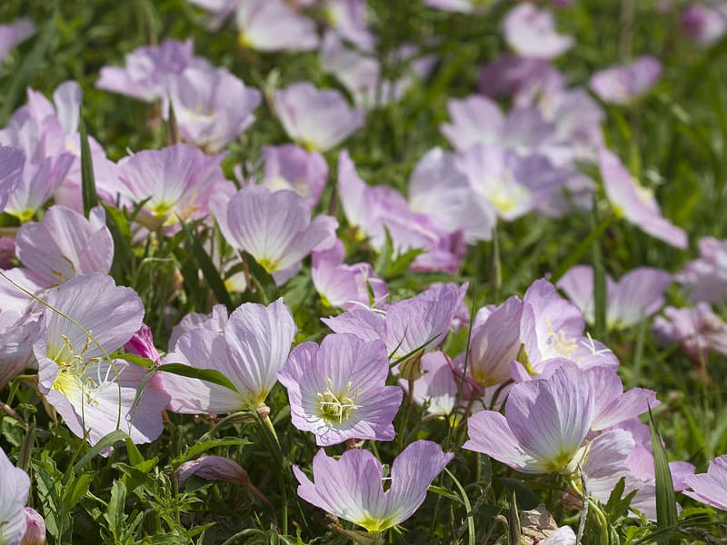 美丽月见草-瀚阳绿化