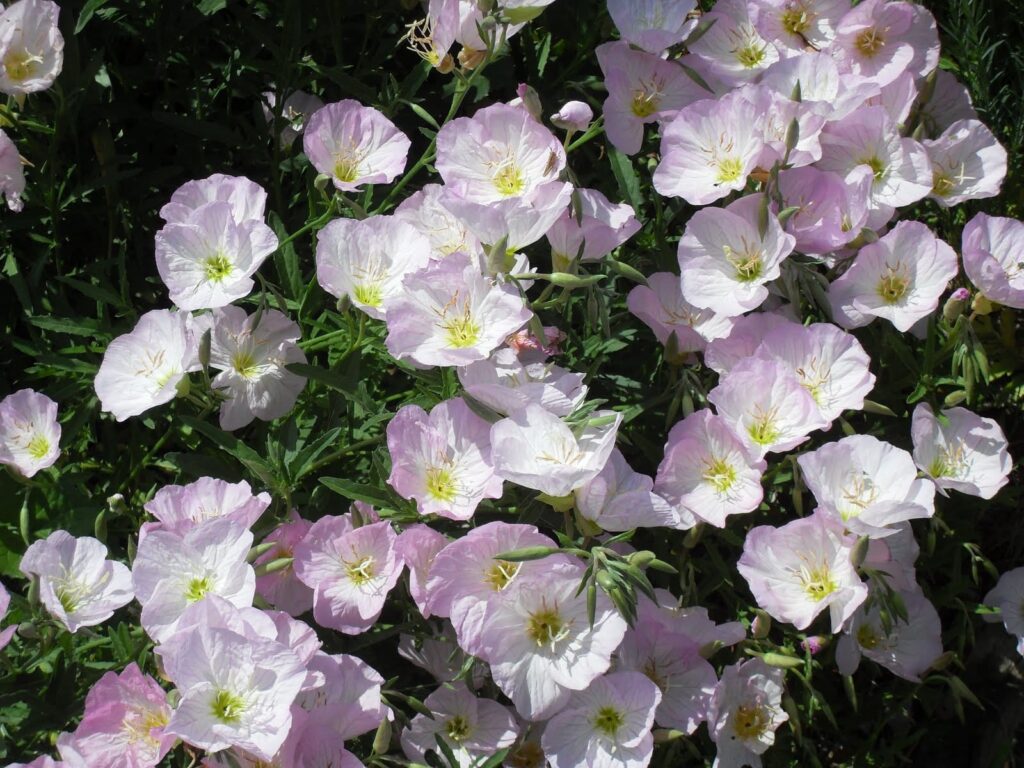 美丽月见草-瀚阳绿化