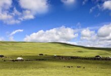 内蒙古牧草种植指南:科学适配与精准管理-瀚阳绿化